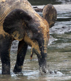 ELEPHANT - FOREST ELEPHANT - DZANGA BAI - DZANGA NDOKI NP CENTRAL AFRICAN REPUBLIC (92).JPG