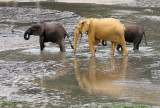 ELEPHANT - FOREST ELEPHANT - DZANGHA BAI - DZANGHA NDOKI NP - CENTRAL AFRICAN REPUBLIC (154).JPG