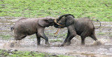 ELEPHANT - FOREST ELEPHANT - DZANGHA BAI - DZANGHA NDOKI NP - CENTRAL AFRICAN REPUBLIC (172).JPG