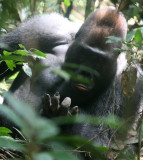 PRIMATE - GORILLA - WESTERN LOWLAND GORILLA - DZANGA NDOKI NATIONAL PARK CENTRAL AFRICAN REPUBLIC (38).JPG