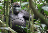 PRIMATE - GORILLA - WESTERN LOWLAND GORILLA - DZANGA NDOKI NATIONAL PARK CENTRAL AFRICAN REPUBLIC (74).JPG