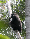 PRIMATE - GORILLA - WESTERN LOWLAND GORILLA - DZANGA NDOKI NATIONAL PARK CENTRAL AFRICAN REPUBLIC (89).JPG