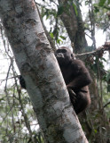 PRIMATE - GORILLA - WESTERN LOWLAND GORILLA - DZANGA NDOKI NATIONAL PARK CENTRAL AFRICAN REPUBLIC (93).JPG