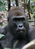 PRIMATE - GORILLA - WESTERN LOWLAND GORILLA - DZANGHA NDOKI NATIONAL PARK - CENTRAL AFRICAN REPUBLIC (19).JPG