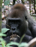 PRIMATE - GORILLA - WESTERN LOWLAND GORILLA - DZANGHA NDOKI NATIONAL PARK - CENTRAL AFRICAN REPUBLIC (31).JPG