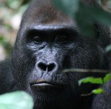 PRIMATE - GORILLA - WESTERN LOWLAND GORILLA - DZANGHA NDOKI NATIONAL PARK - CENTRAL AFRICAN REPUBLIC (44).JPG