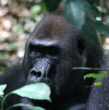 PRIMATE - GORILLA - WESTERN LOWLAND GORILLA - DZANGHA NDOKI NATIONAL PARK - CENTRAL AFRICAN REPUBLIC (46).JPG