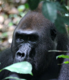 PRIMATE - GORILLA - WESTERN LOWLAND GORILLA - DZANGHA NDOKI NATIONAL PARK - CENTRAL AFRICAN REPUBLIC (47).JPG