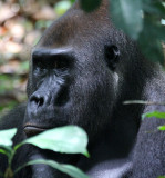 PRIMATE - GORILLA - WESTERN LOWLAND GORILLA - DZANGHA NDOKI NATIONAL PARK - CENTRAL AFRICAN REPUBLIC (52).JPG
