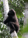PRIMATE - GORILLA - WESTERN LOWLAND GORILLA - DZANGHA NDOKI NATIONAL PARK - CENTRAL AFRICAN REPUBLIC (79).JPG