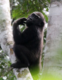 PRIMATE - GORILLA - WESTERN LOWLAND GORILLA - DZANGHA NDOKI NATIONAL PARK - CENTRAL AFRICAN REPUBLIC (88).JPG