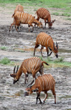 BOVID - BONGO - DZANGA BAI DZANGA NDOKI NATIONAL PARK CENTRAL AFRICAN REPUBLIC (17).JPG
