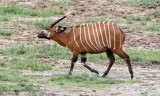 BOVID - BONGO - DZANGA BAI DZANGA NDOKI NATIONAL PARK CENTRAL AFRICAN REPUBLIC (19).JPG