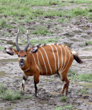 BOVID - BONGO - DZANGA BAI DZANGA NDOKI NATIONAL PARK CENTRAL AFRICAN REPUBLIC (27).JPG