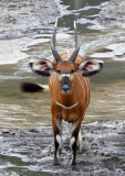 BOVID - BONGO - DZANGA BAI DZANGA NDOKI NATIONAL PARK CENTRAL AFRICAN REPUBLIC (36).JPG