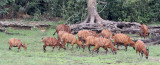 BOVID - BONGO - DZANGA BAI DZANGA NDOKI NATIONAL PARK CENTRAL AFRICAN REPUBLIC (39).JPG