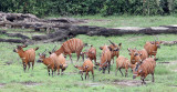 BOVID - BONGO - DZANGA BAI DZANGA NDOKI NATIONAL PARK CENTRAL AFRICAN REPUBLIC (42).JPG