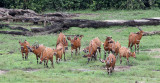 BOVID - BONGO - DZANGA BAI DZANGA NDOKI NATIONAL PARK CENTRAL AFRICAN REPUBLIC (44).JPG