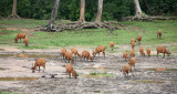 BOVID - BONGO - DZANGHA BAI - DZANGHA NDOKI NATIONAL PARK - CENTRAL AFRICAN REPUBLIC (6).JPG