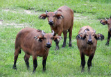 BOVID - BUFFALO - FOREST BUFFALO - DZANGA BAI - DZANGA NDOKI NATIONAL PARK CENTRAL AFRICAN REPUBLIC (13).JPG