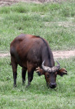 BOVID - BUFFALO - FOREST BUFFALO - DZANGA BAI - DZANGA NDOKI NATIONAL PARK CENTRAL AFRICAN REPUBLIC (17).JPG