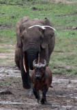 BOVID - BUFFALO - FOREST BUFFALO - DZANGA BAI - DZANGA NDOKI NATIONAL PARK CENTRAL AFRICAN REPUBLIC (20).JPG