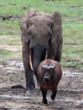 BOVID - BUFFALO - FOREST BUFFALO - DZANGA BAI - DZANGA NDOKI NATIONAL PARK CENTRAL AFRICAN REPUBLIC (22).JPG