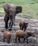 BOVID - BUFFALO - FOREST BUFFALO - DZANGA BAI - DZANGA NDOKI NATIONAL PARK CENTRAL AFRICAN REPUBLIC (23).JPG