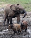 BOVID - BUFFALO - FOREST BUFFALO - DZANGA BAI - DZANGA NDOKI NATIONAL PARK CENTRAL AFRICAN REPUBLIC (25).JPG