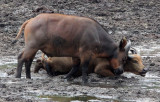 BOVID - BUFFALO - FOREST BUFFALO - DZANGA BAI - DZANGA NDOKI NATIONAL PARK CENTRAL AFRICAN REPUBLIC (30).JPG