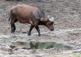 BOVID - BUFFALO - FOREST BUFFALO - DZANGA BAI - DZANGA NDOKI NATIONAL PARK CENTRAL AFRICAN REPUBLIC (42).JPG
