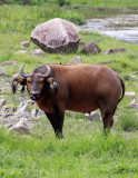 BOVID - BUFFALO - FOREST BUFFALO - DZANGHA NDOKI NATIONAL PARK - CENTRAL AFRICAN REPUBLIC (13).JPG