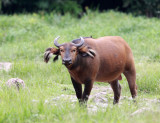 BOVID - BUFFALO - FOREST BUFFALO - DZANGHA NDOKI NATIONAL PARK - CENTRAL AFRICAN REPUBLIC (50).JPG