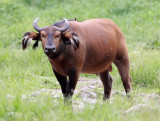 BOVID - BUFFALO - FOREST BUFFALO - DZANGHA NDOKI NATIONAL PARK - CENTRAL AFRICAN REPUBLIC (51).JPG