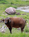 BOVID - BUFFALO - FOREST BUFFALO - DZANGHA NDOKI NATIONAL PARK - CENTRAL AFRICAN REPUBLIC (8).JPG