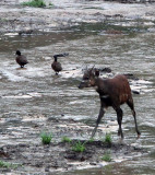 BOVID - SITATUNGA - DZANGA BAI - DZANGA NDOKI NP CENTRAL AFRICAN REPUBLIC (3).JPG
