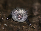 CHIROPTERA - Cyclops LEAF-NOSED BAT - Hipposideros cyclops - DZANGHA NDOKI NATIONAL PARK - CENTRAL AFRICAN REPUBLIC (2).JPG