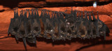 CHIROPTERA - Hipposideros ruber - DZANGA NDOKI NATIONAL PARK CENTRAL AFRICAN REPUBLIC (1).JPG