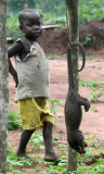 PHOLIDOTA - LONG-TAILED PANGOLIN - CENTRAL AFRICAN REPUBLIC (1).JPG