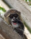 PRIMATE - DE BRAZZAS MONKEY - BAYANGA VILLAGE -DZANGA NDOKI NATIONAL PARK CENTRAL AFRICAN REPUBLIC (14).JPG