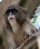 PRIMATE - DE BRAZZA'S MONKEY - BAYANGA VILLAGE -DZANGA NDOKI NATIONAL PARK CENTRAL AFRICAN REPUBLIC (8).JPG