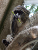 PRIMATE - DE BRAZZA'S MONKEY - BAYANGA VILLAGE -DZANGA NDOKI NATIONAL PARK CENTRAL AFRICAN REPUBLIC (9).JPG