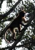 PRIMATE - MANGABEY - AGILE MANGABEY - DZANGA NDOKI NATIONAL PARK CENTRAL AFRICAN REPUBLIC (48).JPG
