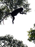 PRIMATE - MANGABEY - AGILE MANGABEY - DZANGA NDOKI NATIONAL PARK CENTRAL AFRICAN REPUBLIC (50).JPG