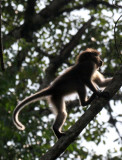 PRIMATE - MANGABEY - AGILE MANGABEY - DZANGA NDOKI NATIONAL PARK CENTRAL AFRICAN REPUBLIC (53).JPG