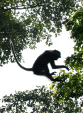 PRIMATE - MANGABEY - AGILE MANGABEY - DZANGA NDOKI NATIONAL PARK CENTRAL AFRICAN REPUBLIC (56).JPG
