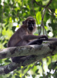 PRIMATE - MANGABEY - AGILE MANGABEY - DZANGHA NDOKI NATIONAL PARK - CENTRAL AFRICAN REPUBLIC (12).JPG