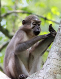 PRIMATE - MANGABEY - AGILE MANGABEY - DZANGHA NDOKI NATIONAL PARK - CENTRAL AFRICAN REPUBLIC (24).JPG