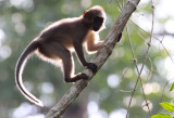 PRIMATE - MANGABEY - AGILE MANGABEY - DZANGHA NDOKI NATIONAL PARK - CENTRAL AFRICAN REPUBLIC (43).JPG