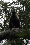 PRIMATE - MANGABEY - GREY-CHEEKED MANGABEY - DZANGHA NDOKI NATIONAL PARK - CENTRAL AFRICAN REPUBLIC (12).JPG